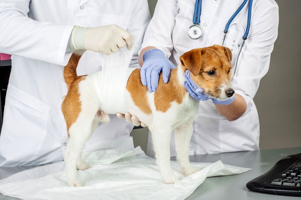 Veterinarian examining a small brown-and-white dog on a clinic table
