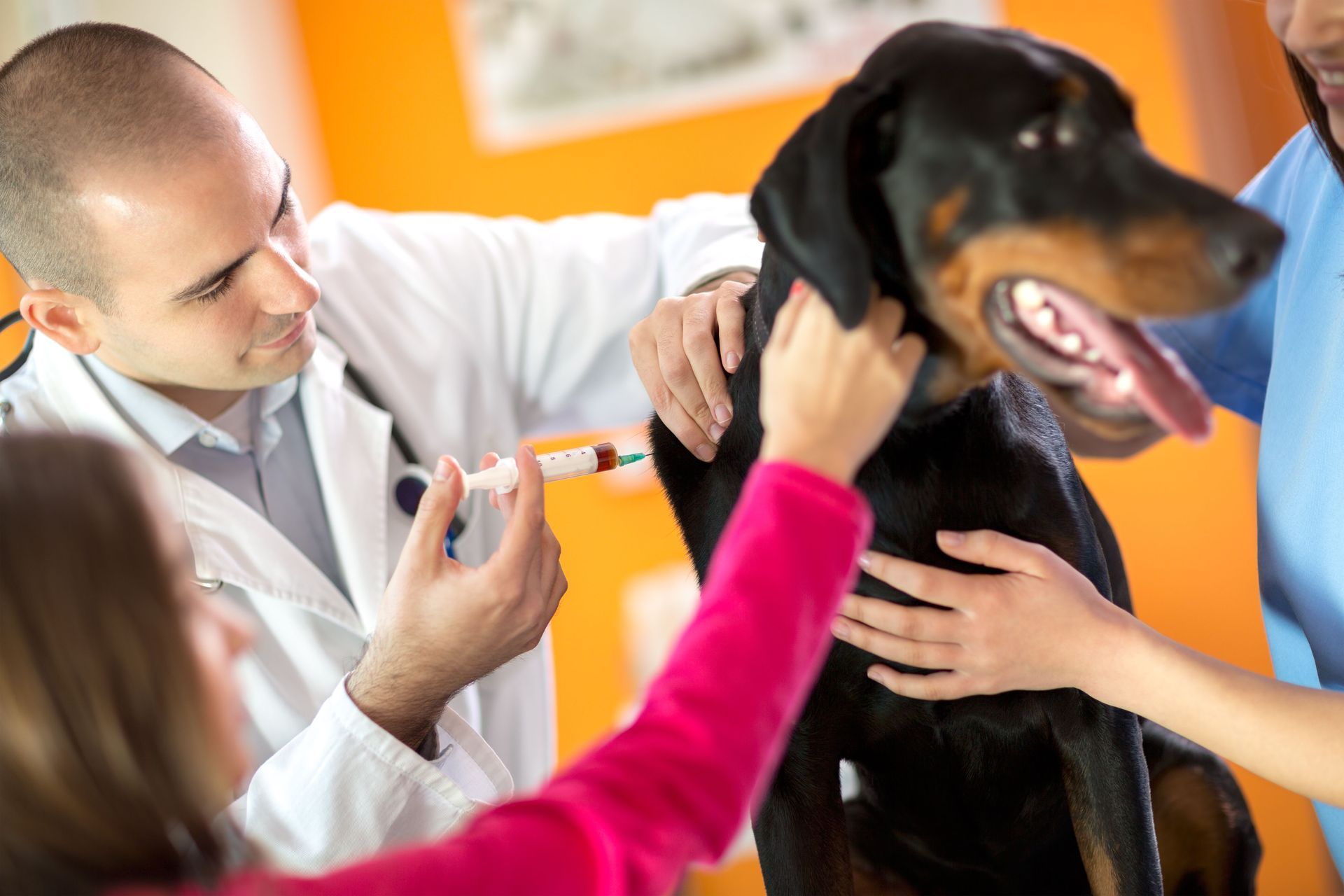 Veterinarian examining a black-and-tan dog while two people hold it steady in a clinic