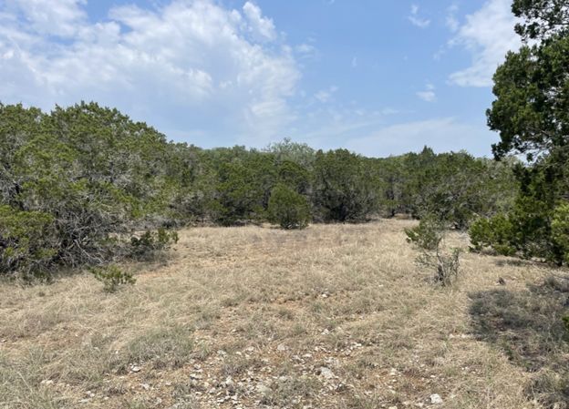 Dry grassy clearing surrounded by green trees under a partly cloudy sky