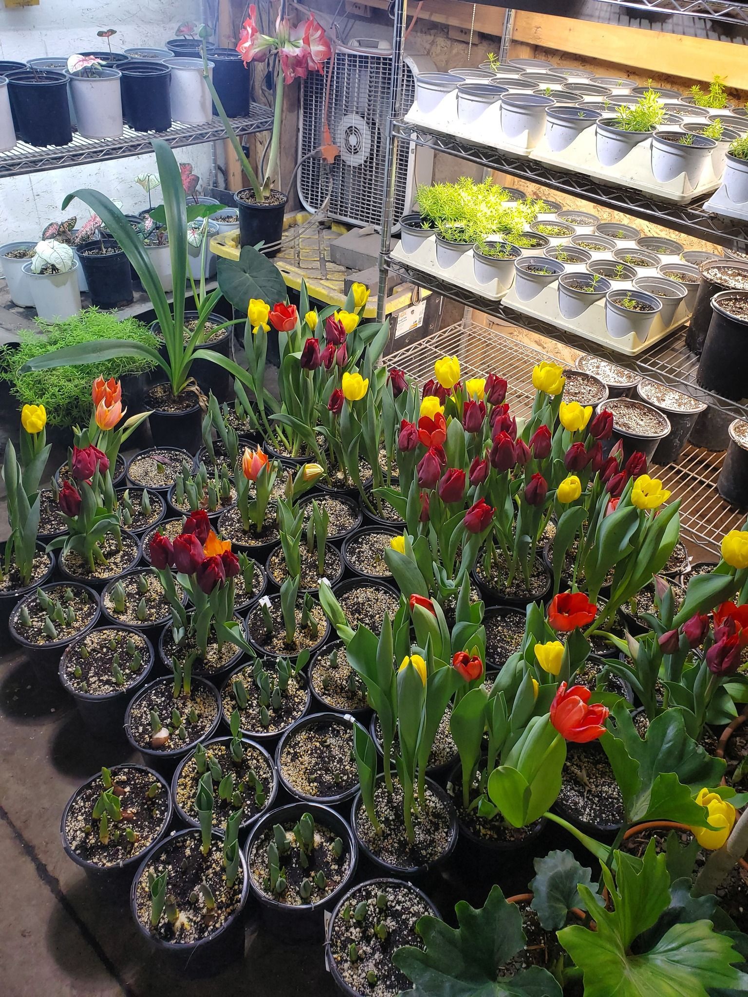 A greenhouse filled with lots of potted plants and flowers.