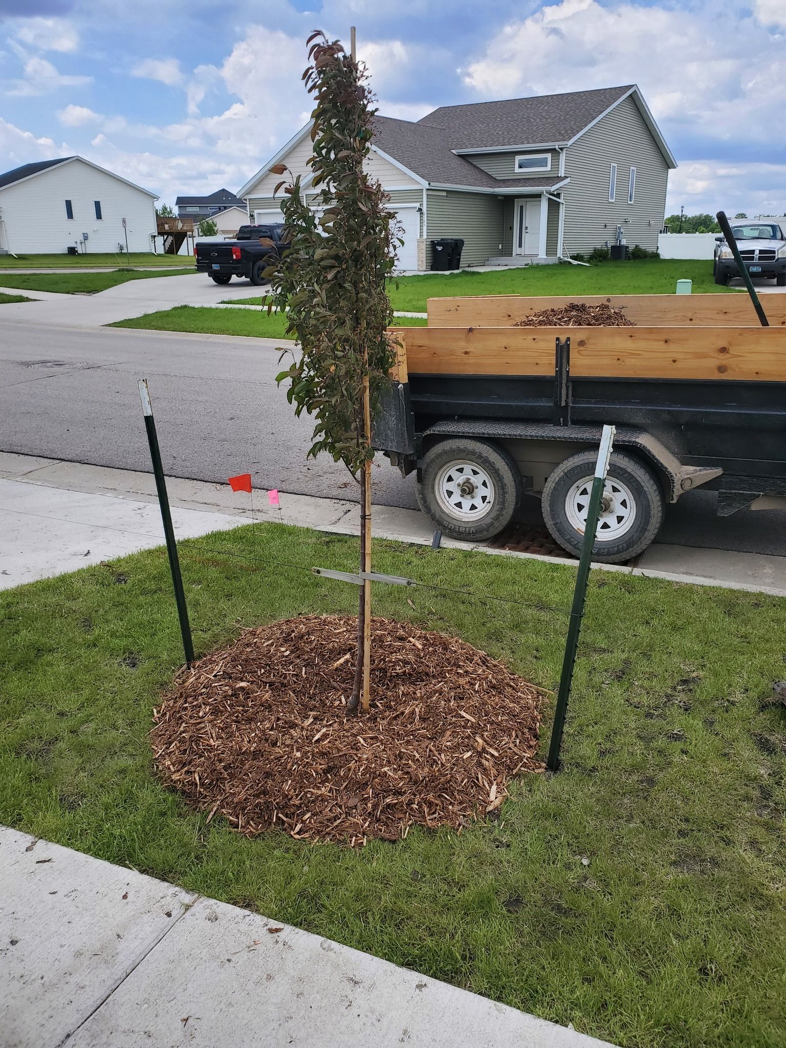 A tree is sitting in the middle of a yard next to a dumpster.