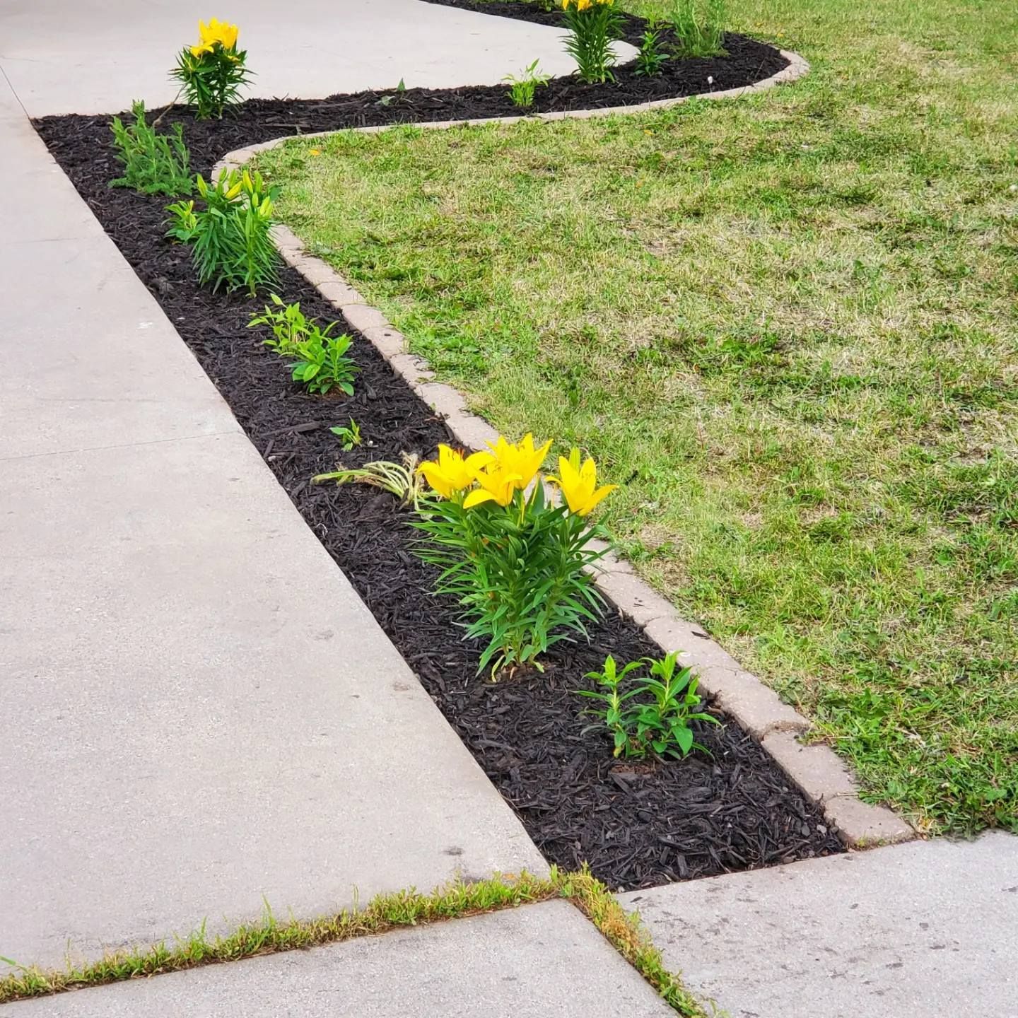 A sidewalk with yellow flowers and black mulch