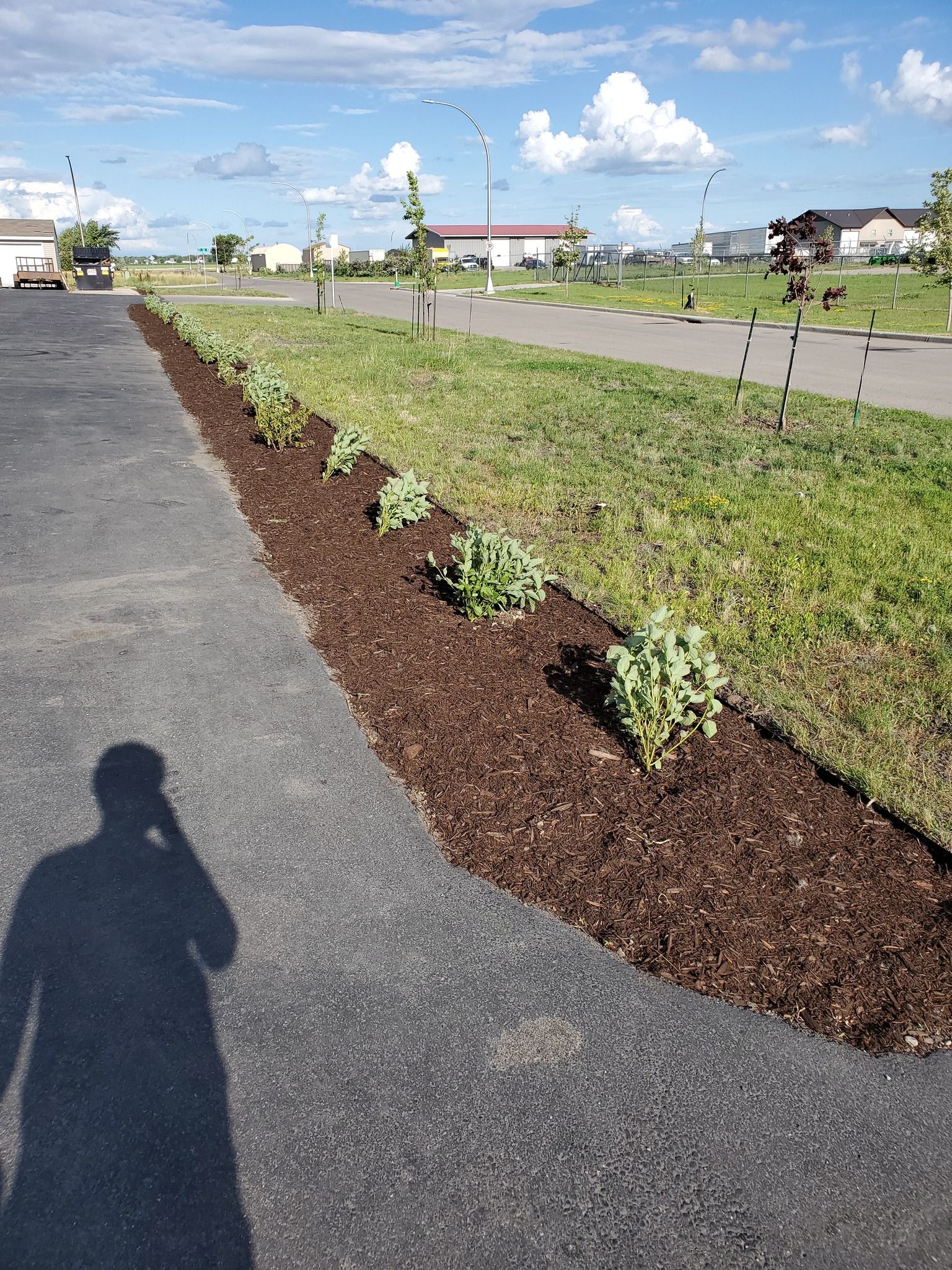 A person is walking down a sidewalk next to a row of plants.