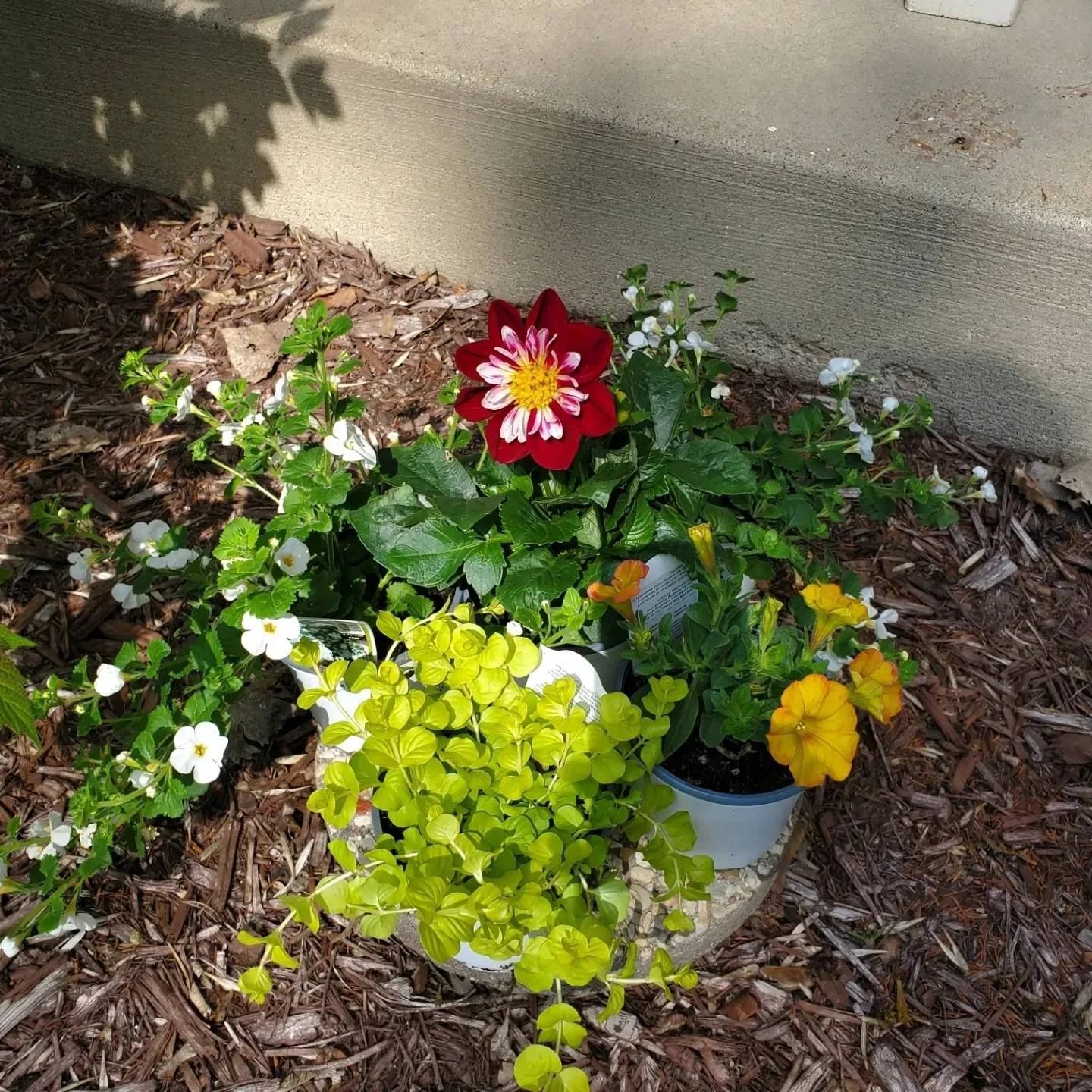 A bunch of flowers in pots on the ground