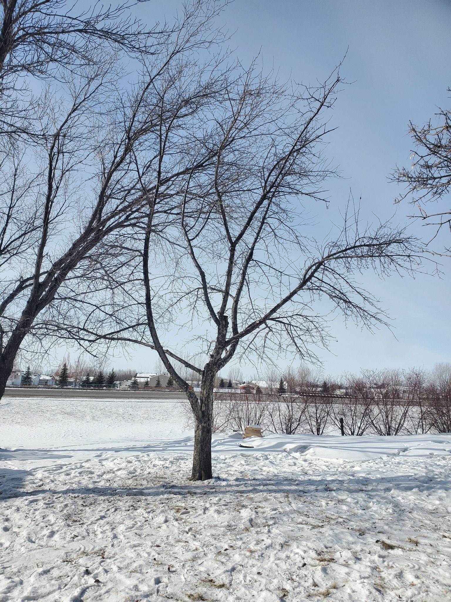 A tree is standing in the middle of a snowy field.