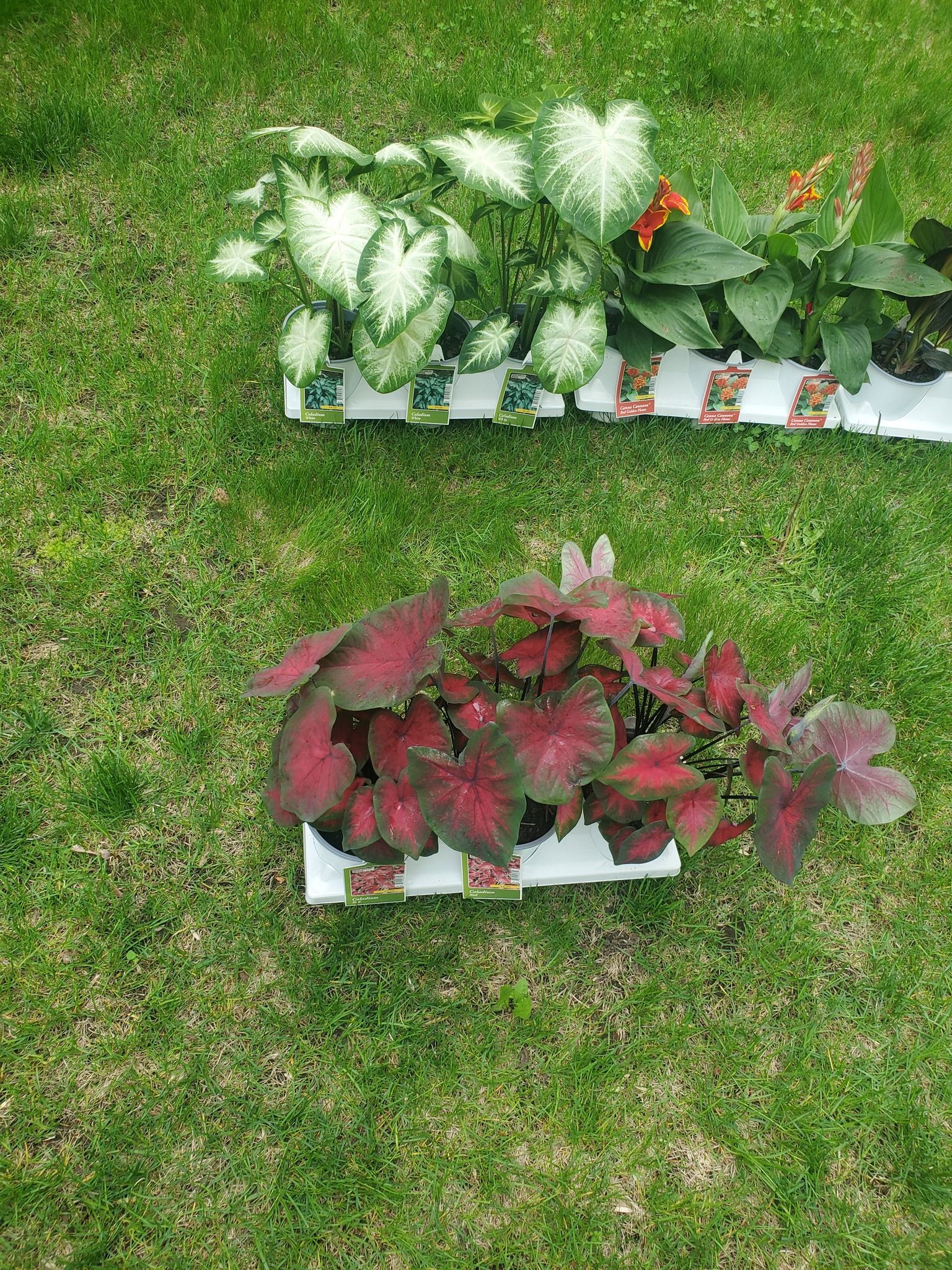 Two potted plants are sitting on top of a lush green lawn.