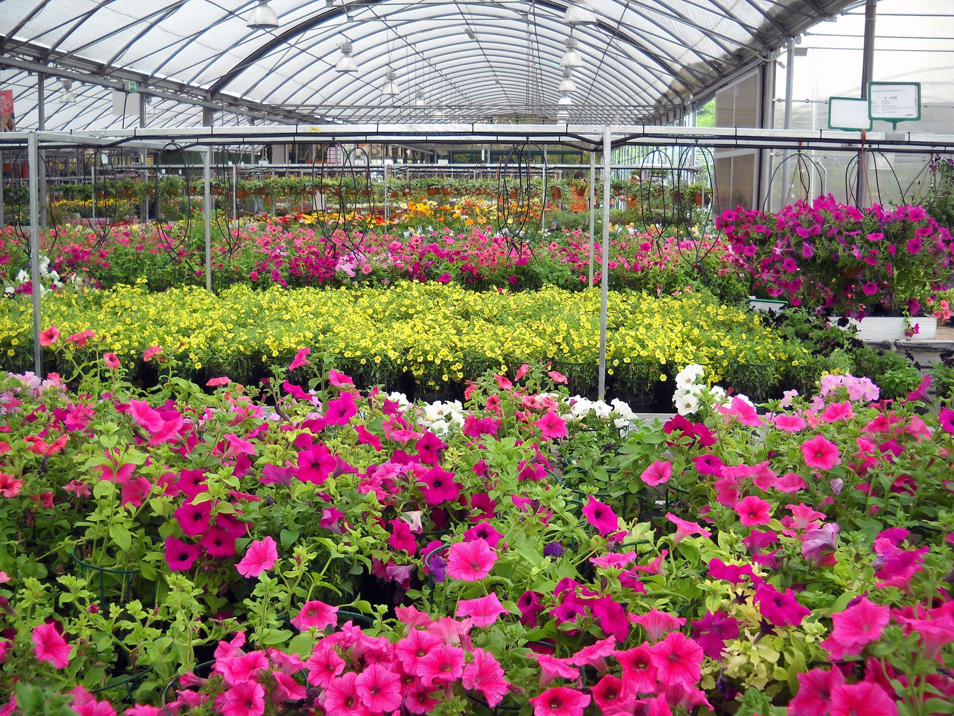 A greenhouse filled with lots of pink and yellow flowers