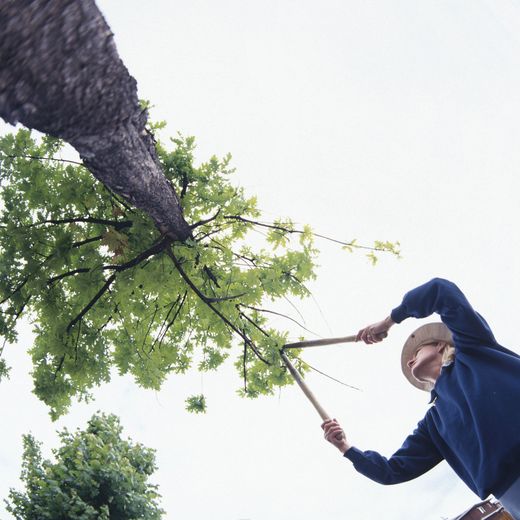 Person pruning tree branches with long-handled shears, seen from below against a leafy canopy.