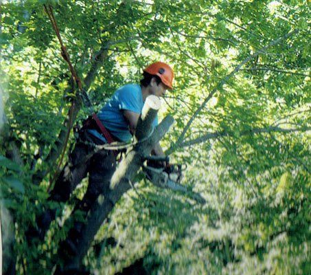 Tree Trimming