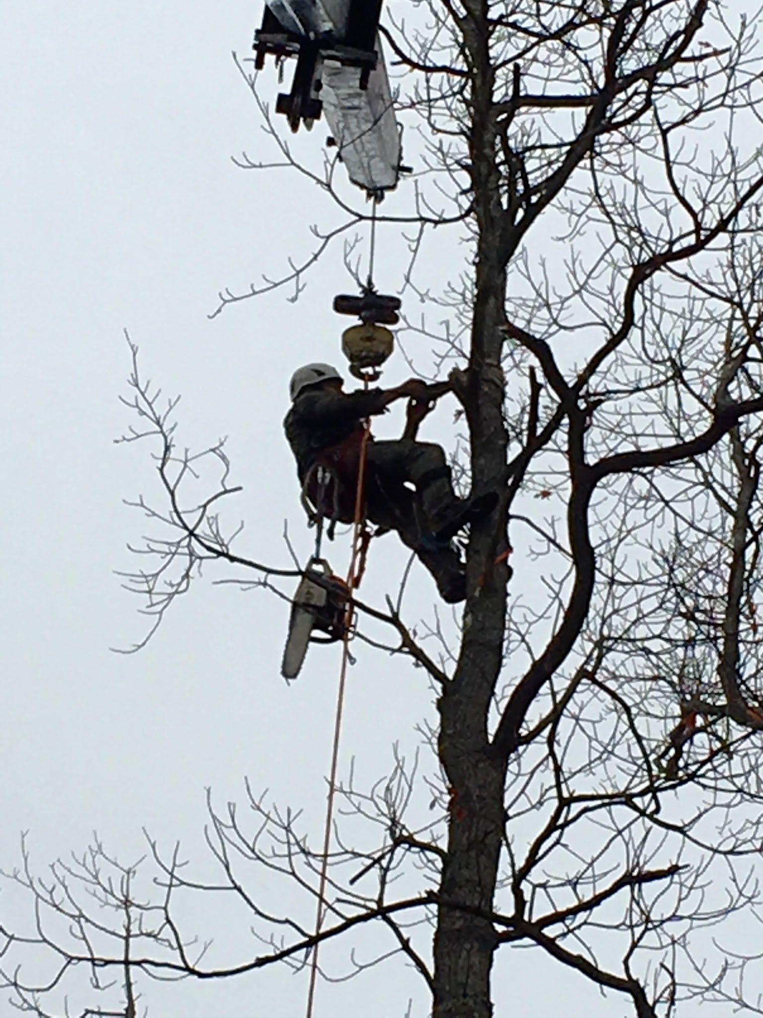 Tree Trimming
