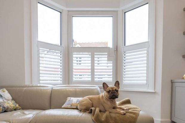 French bulldog lounging on a beige couch in a bright bay window living room