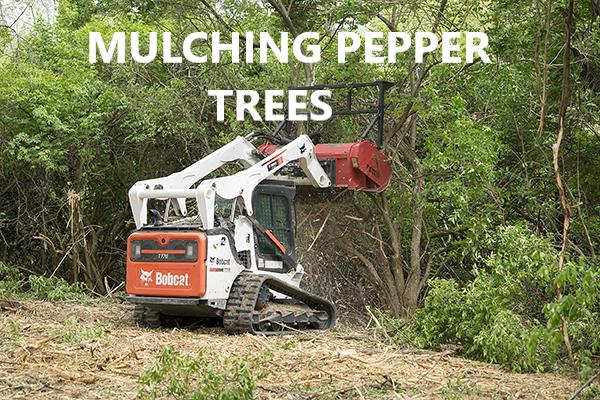 Bobcat mulching pepper trees in a wooded area.