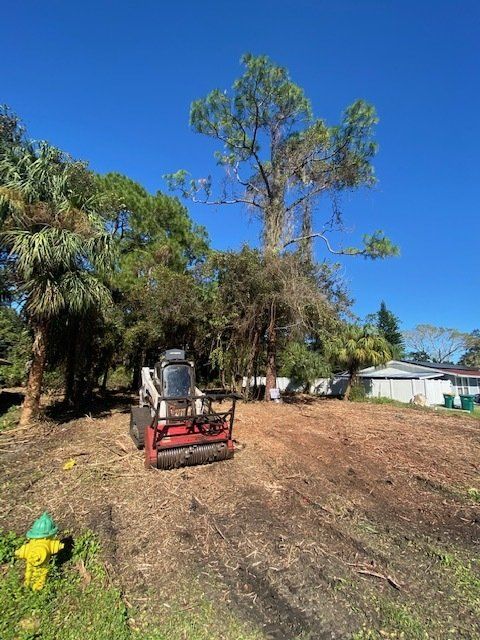 Bobcat in a cleared area with trees, blue sky, and a house in the background.