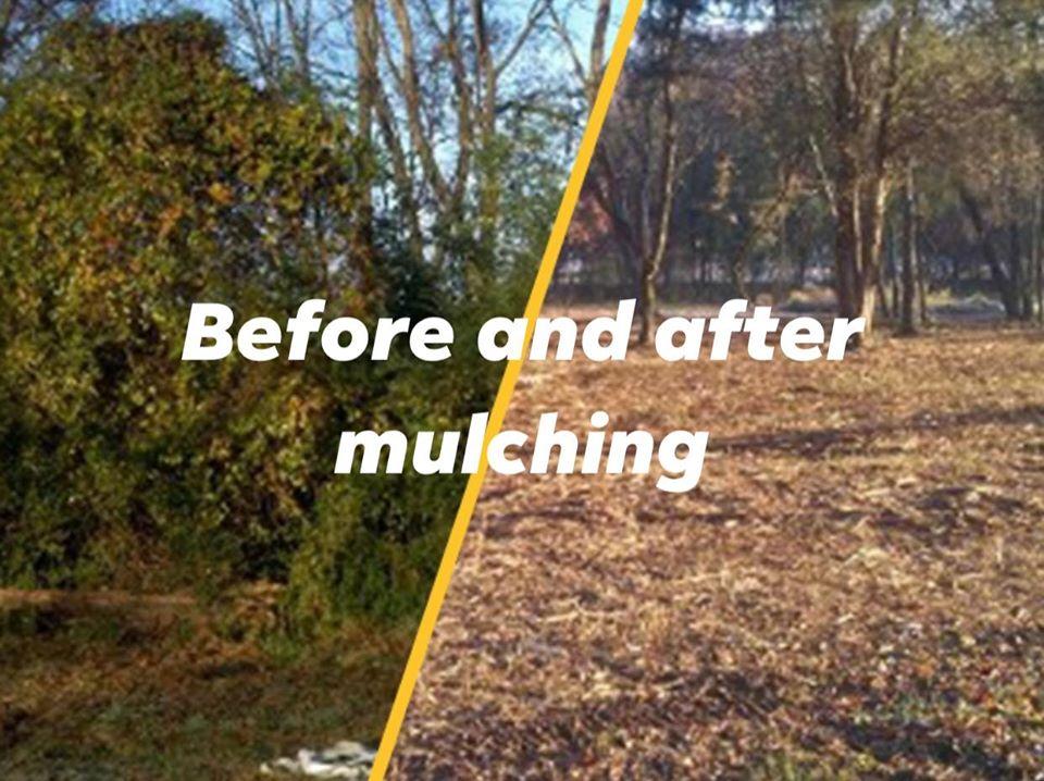Before and after of a yard mulching. Left side is overgrown with vegetation, right side is mulched with bare trees in the background.