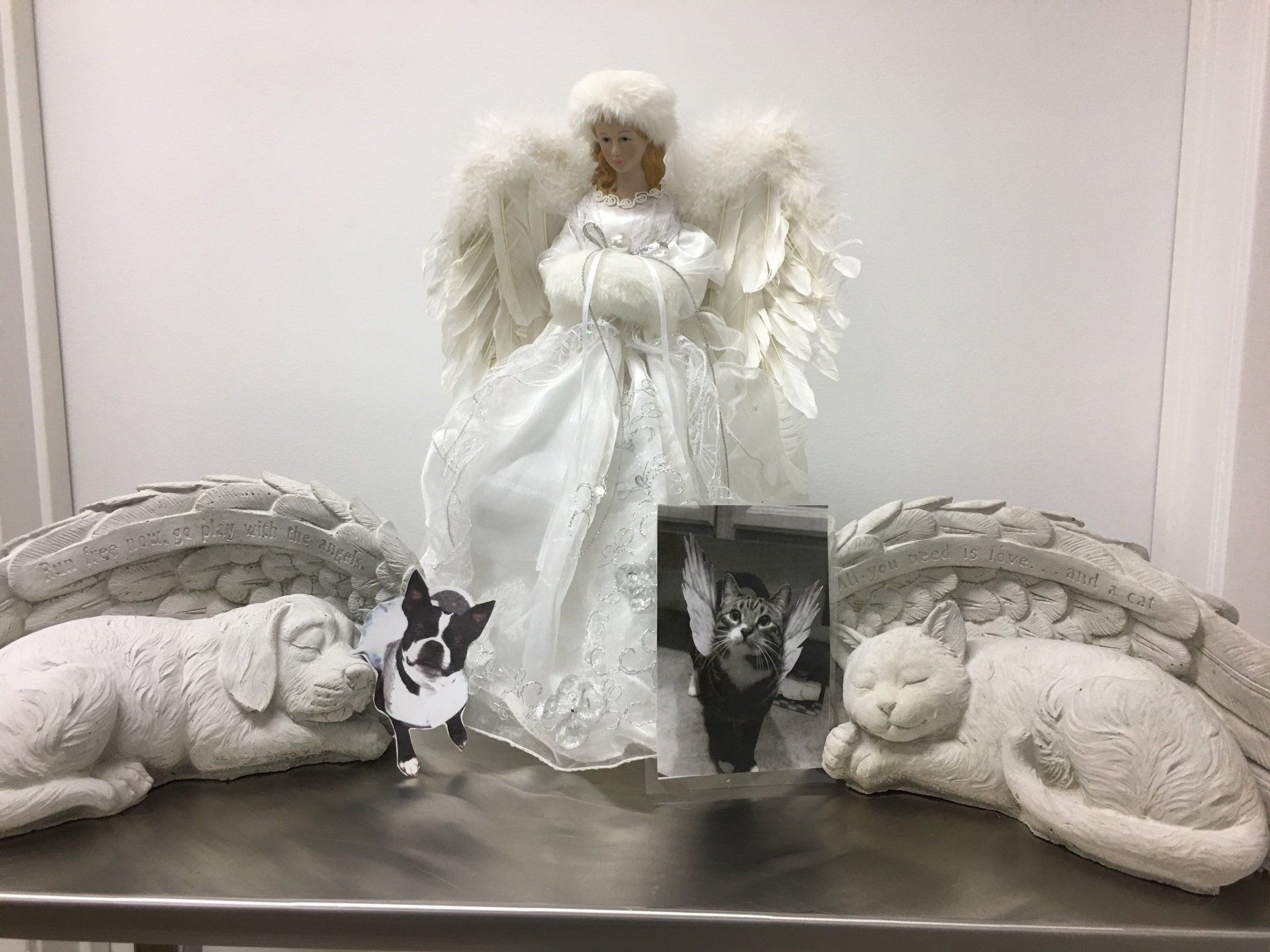 Human hand and pet's paw