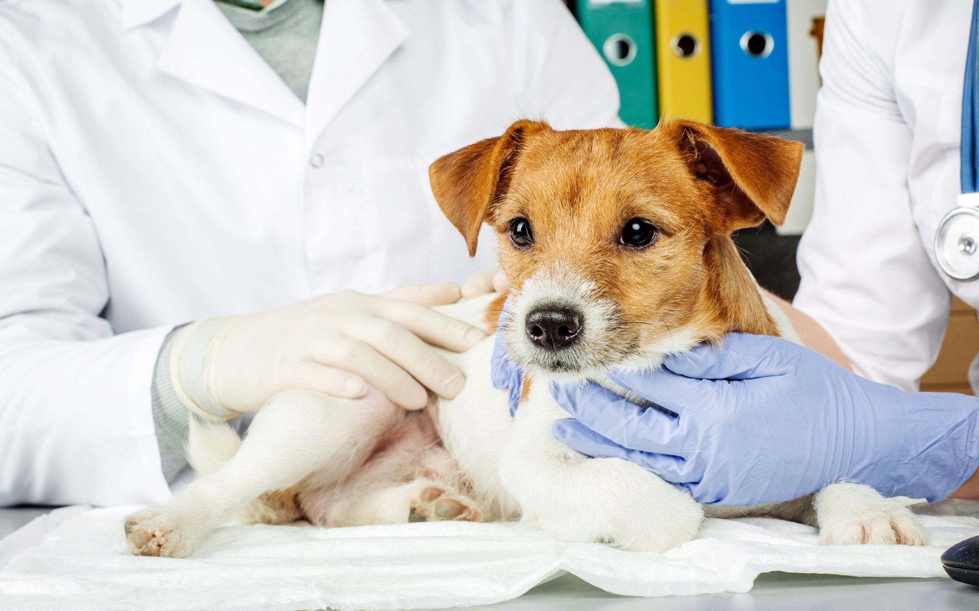 Девушка ветеринар. Ветклиника лев и цапля подольск. Собака ветклиника. Ветеринар с собакой. Ветеринар с собакой.