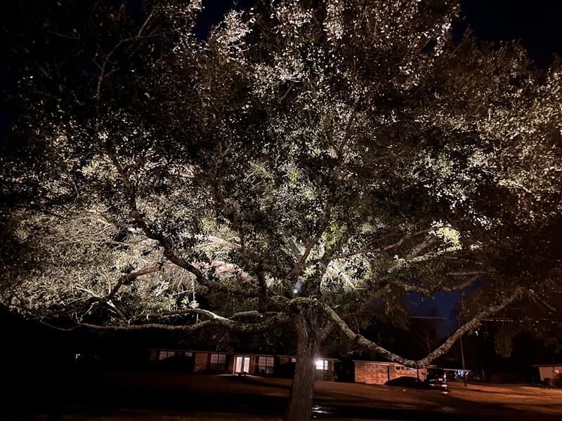 Large tree illuminated at night with lights, with buildings visible in the dark background.