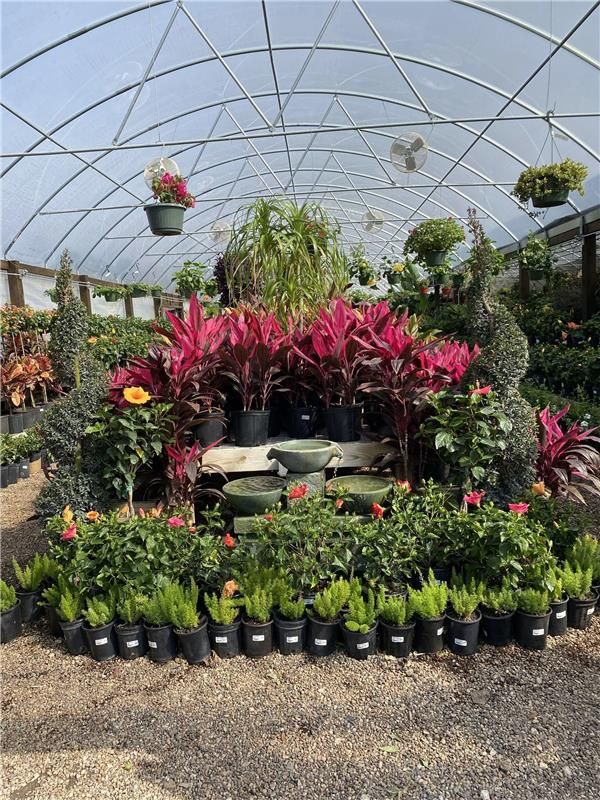 Greenhouse filled with colorful plants and flowers under a curved, transparent roof.