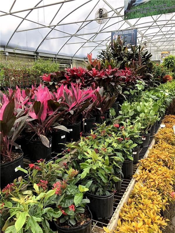 Rows of potted plants with various colored leaves in a greenhouse.