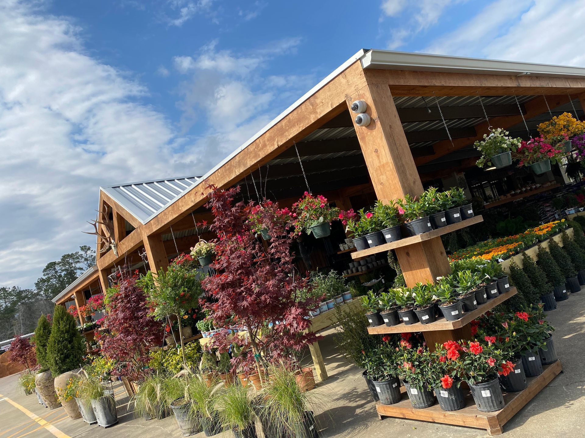 A sunny outdoor plant nursery with a wooden structure, various plants in pots, and blue sky.