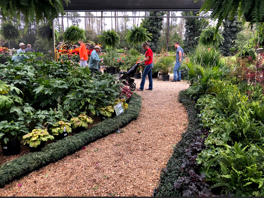 Garden center with a gravel path, plants, and people shopping.