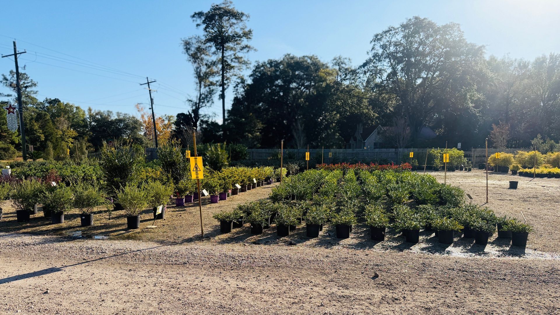 Plants in pots at a nursery under a bright, sunny sky.