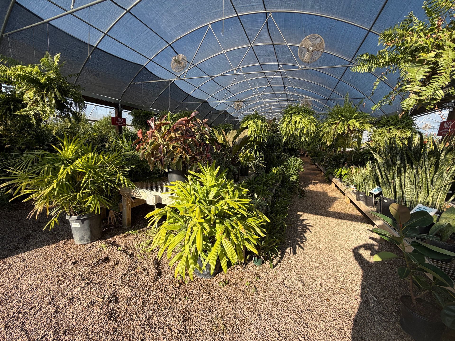 Greenhouse interior filled with various plants under a shaded roof.