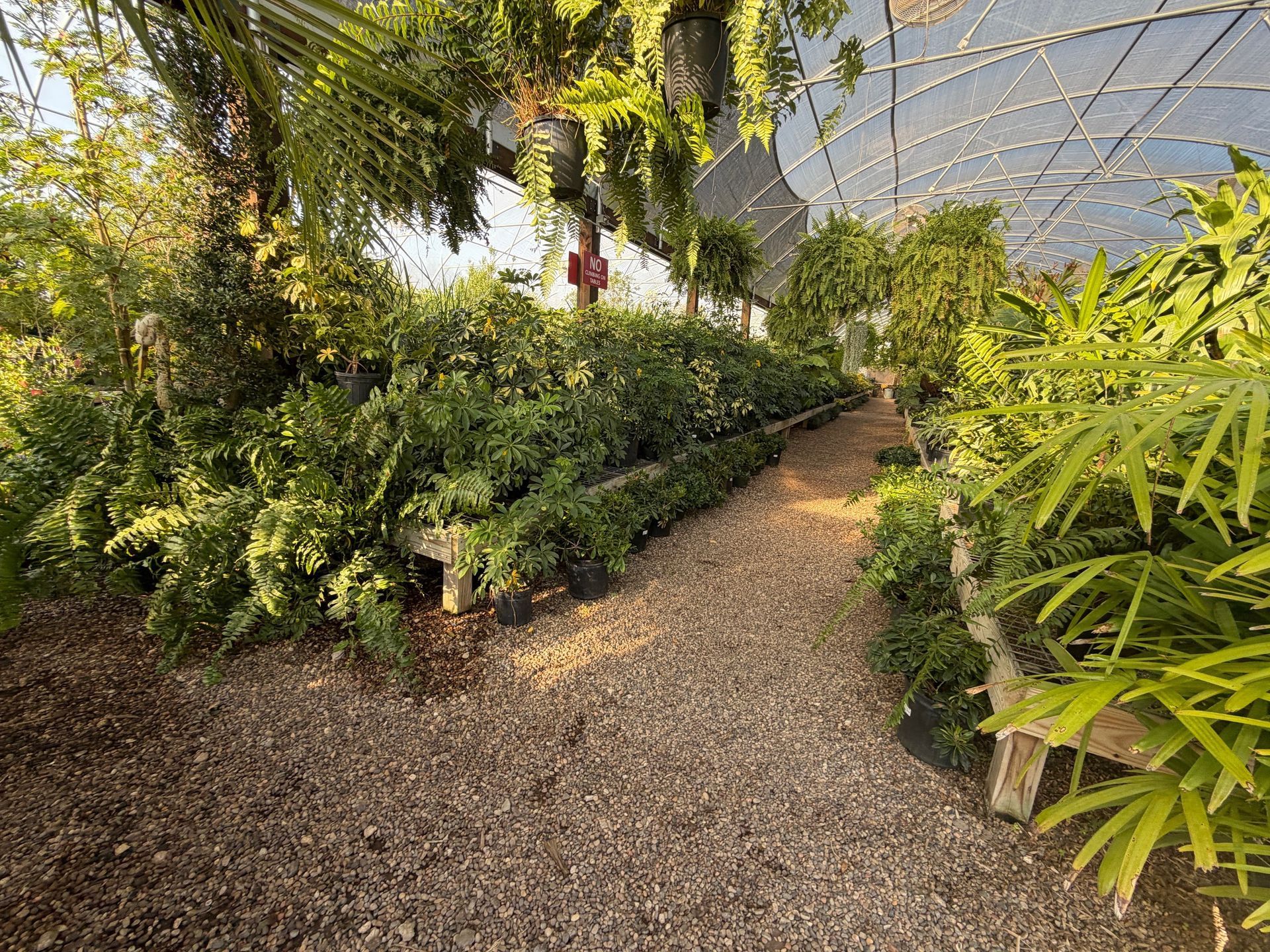 A gravel path winds through a greenhouse filled with lush green plants. Overhead, a shade cloth covers the structure.