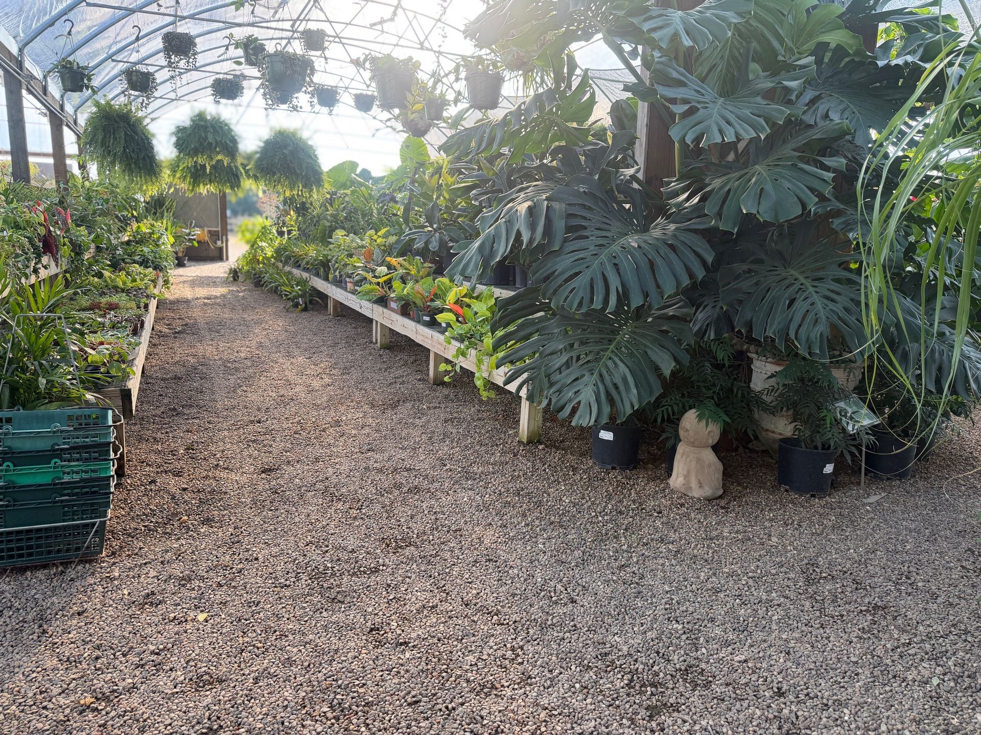 A greenhouse interior with plants on shelves and hanging baskets. Gravel path leads through space.