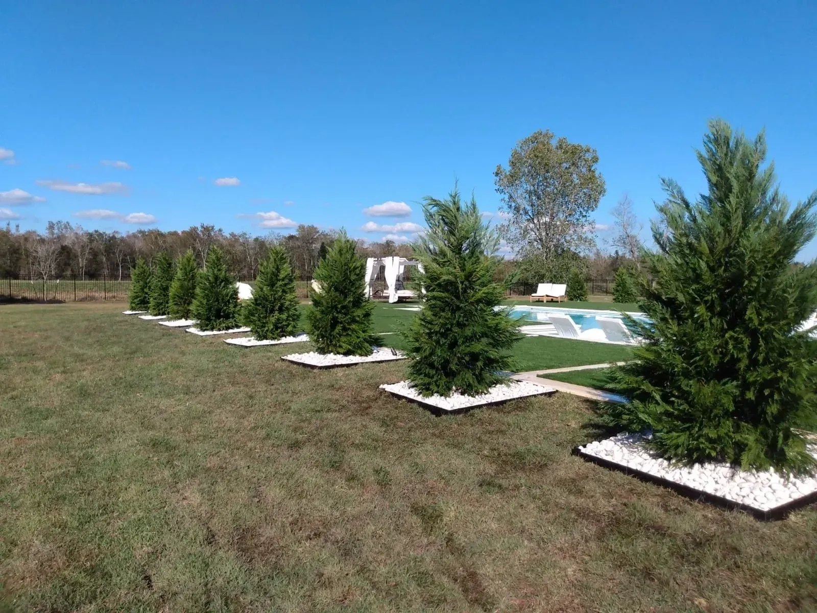 Row of green evergreen trees in white stone beds on a grassy lawn; blue sky in the background.