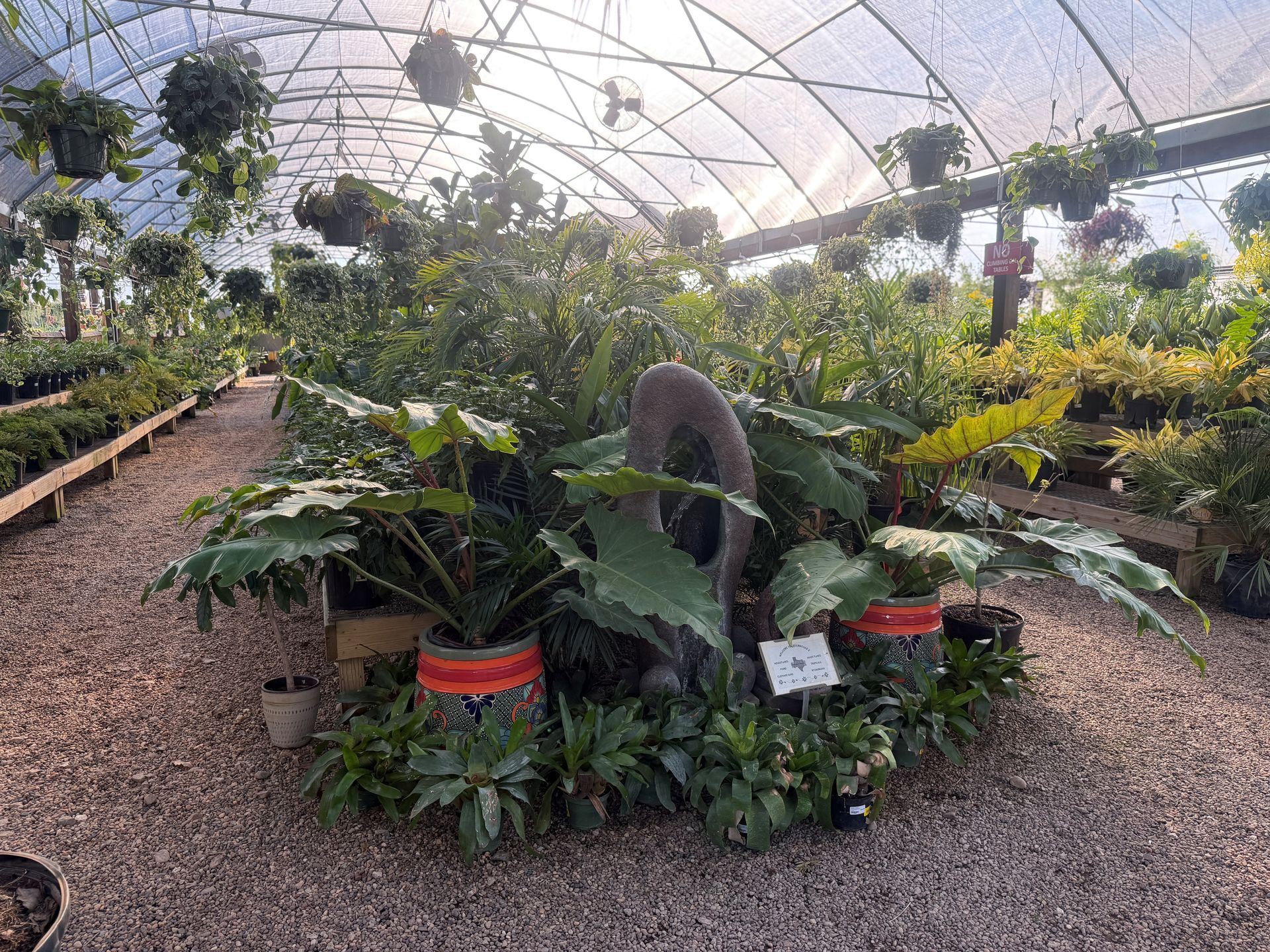 Greenhouse interior with diverse plants, including hanging baskets, under a sunlit arched roof.