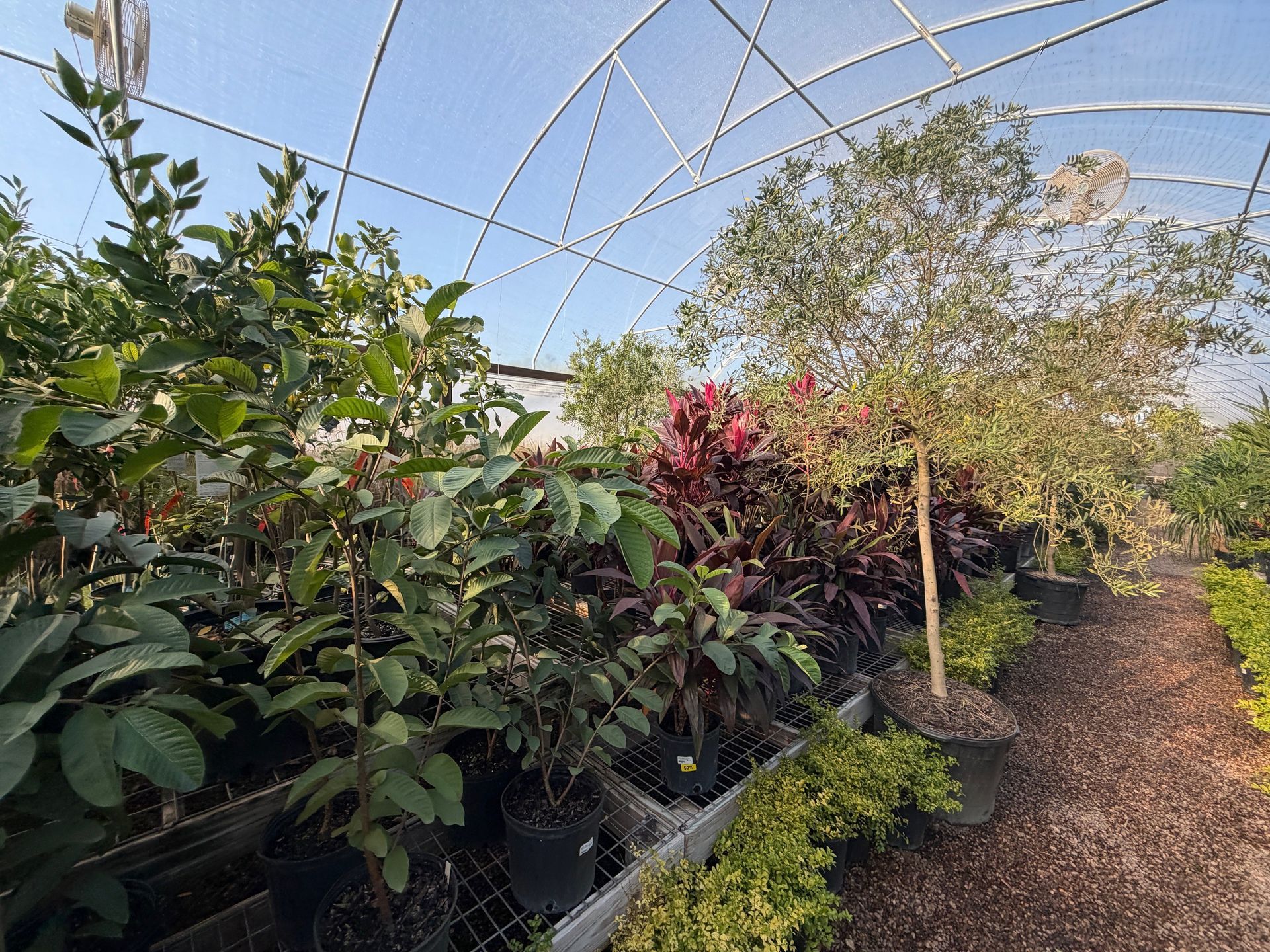 Greenhouse with various plants in black pots, under a white-arched roof.