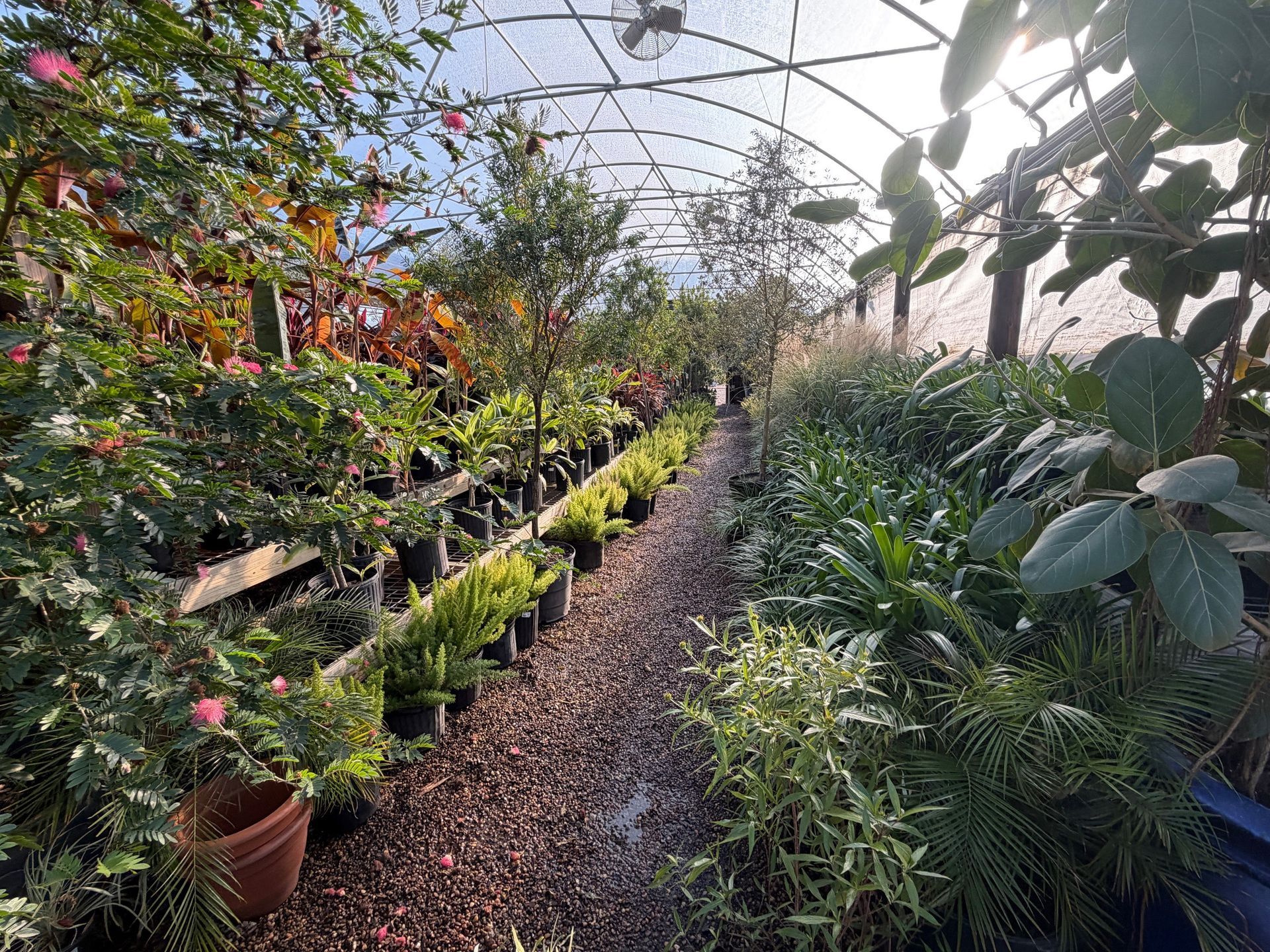 Greenhouse with rows of potted plants lining a narrow gravel path; bright sunlight.