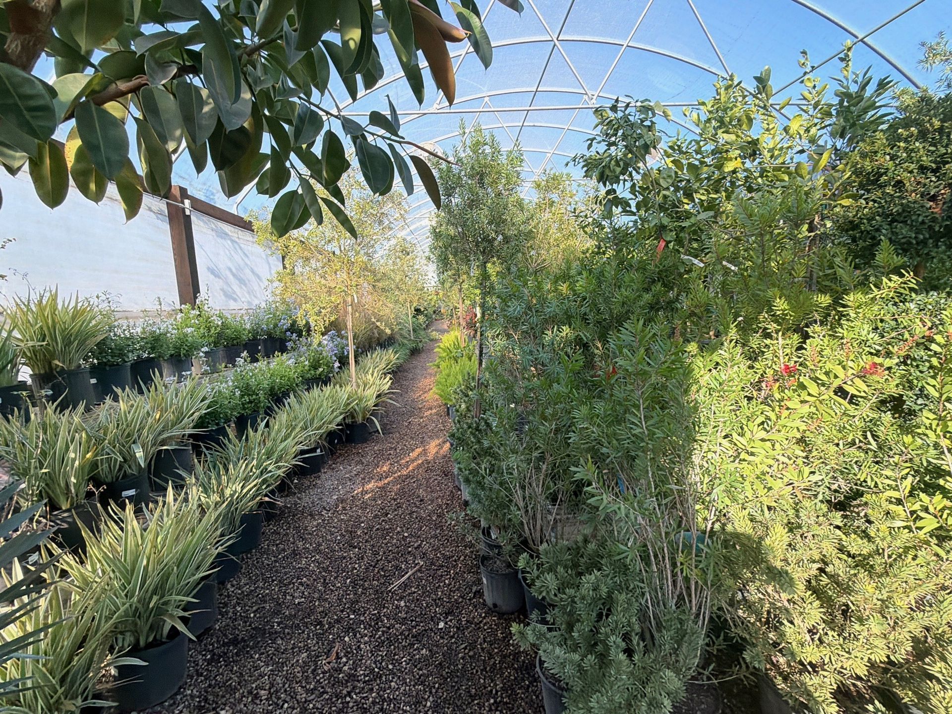 Rows of potted plants line a greenhouse pathway, bathed in sunlight.