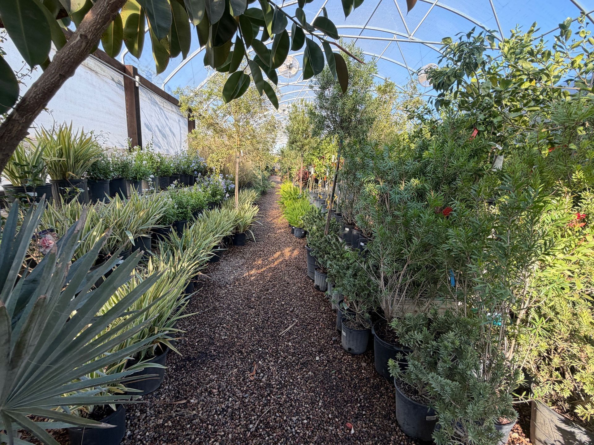 A garden center aisle lined with potted plants under a greenhouse.