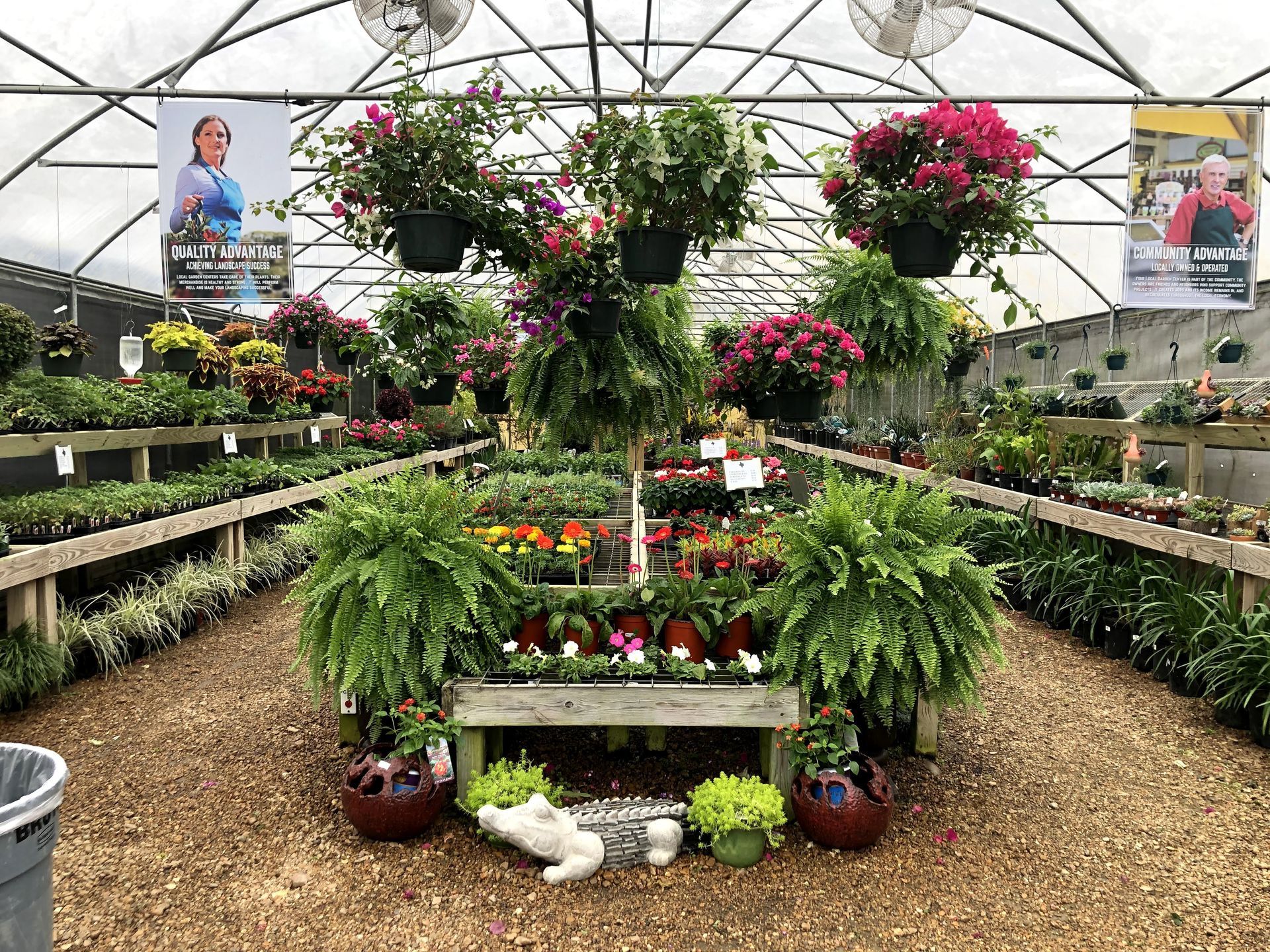 Greenhouse interior with hanging flower baskets and potted plants. Shelves of flowers line the sides.