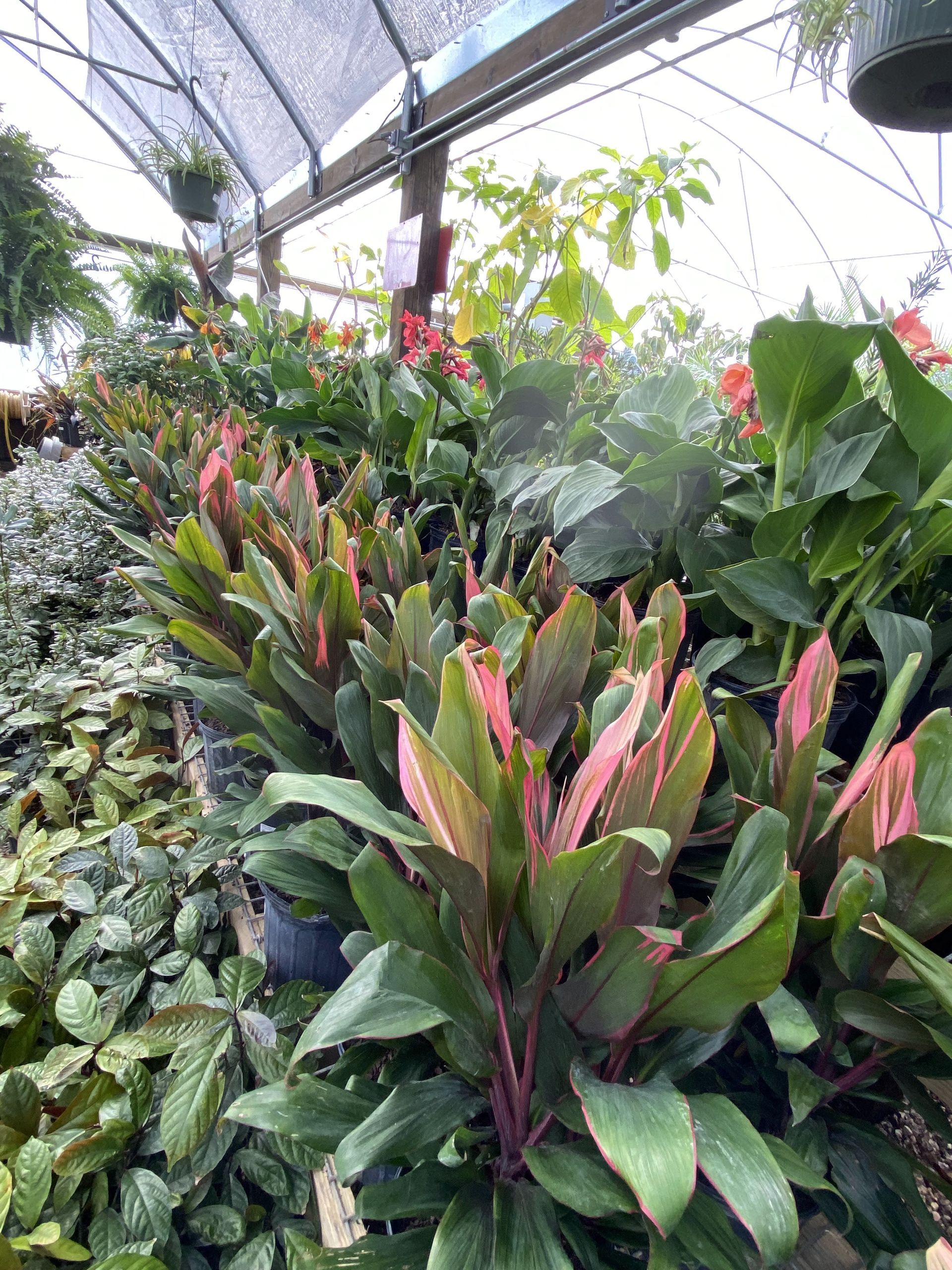 Rows of potted plants with green and pink leaves in a greenhouse.
