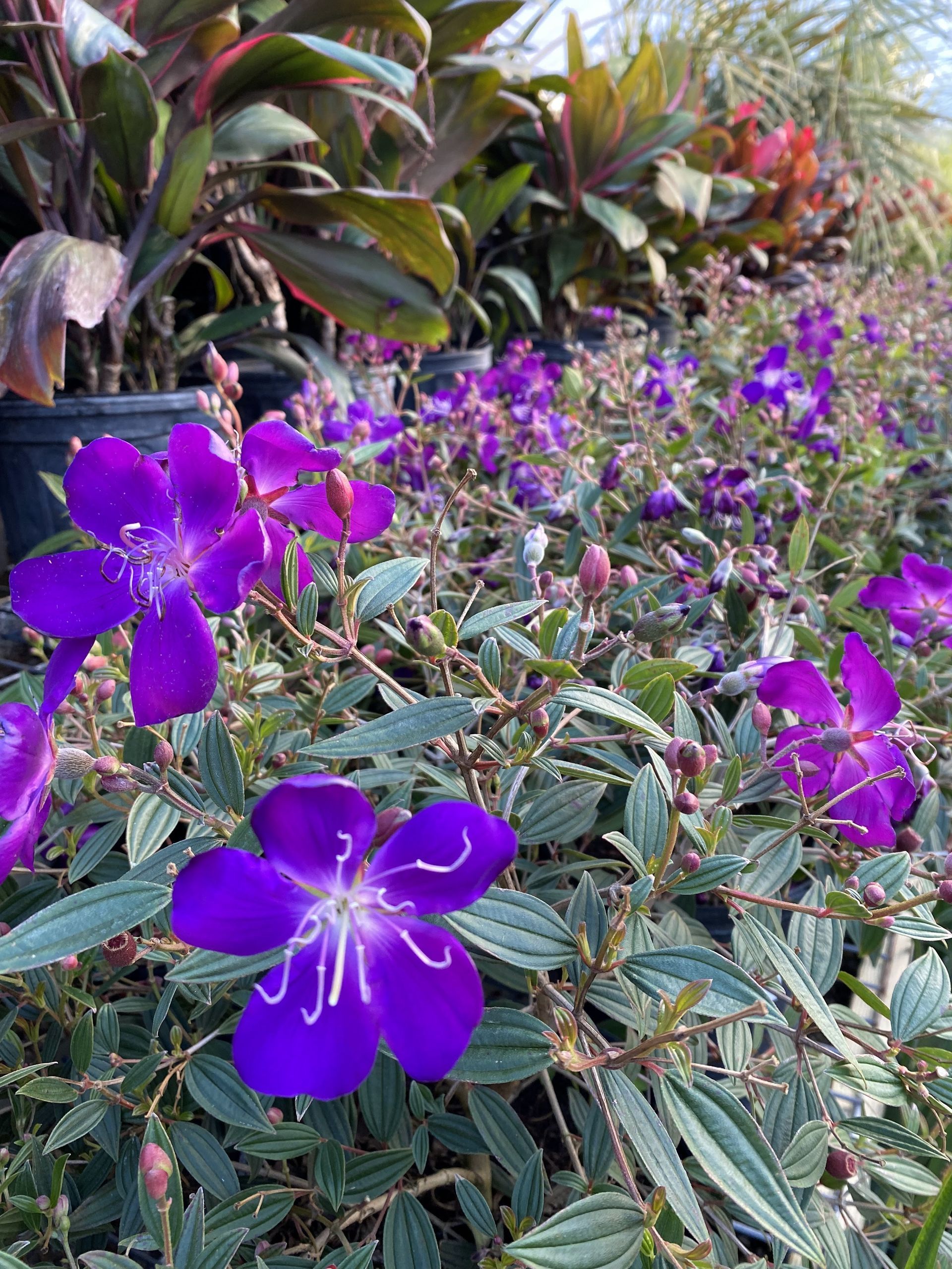 Bright purple flowers with white stamens bloom amid gray-green foliage.