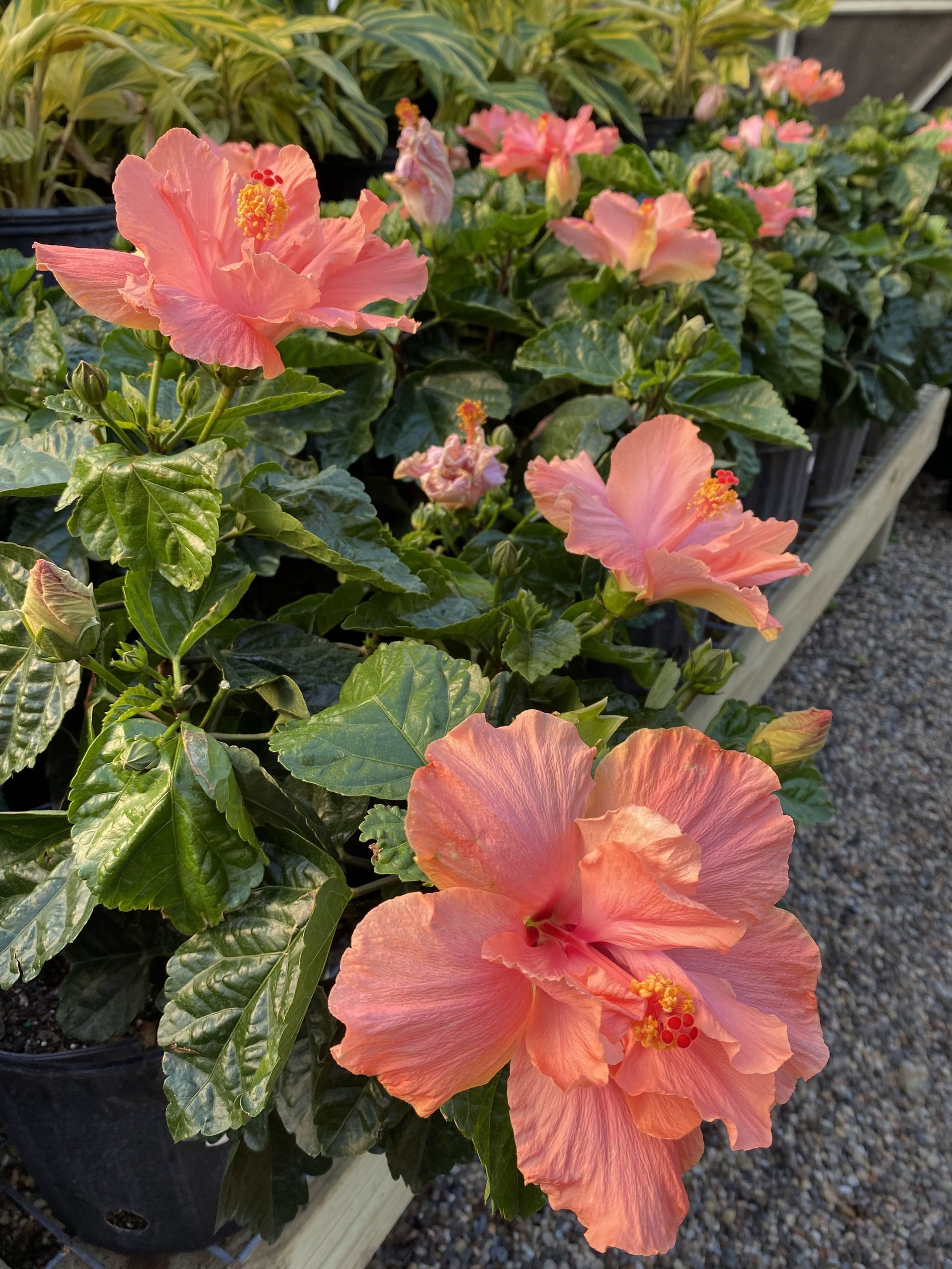 Peach-colored hibiscus flowers blooming in black pots, surrounded by green leaves, in a garden setting.