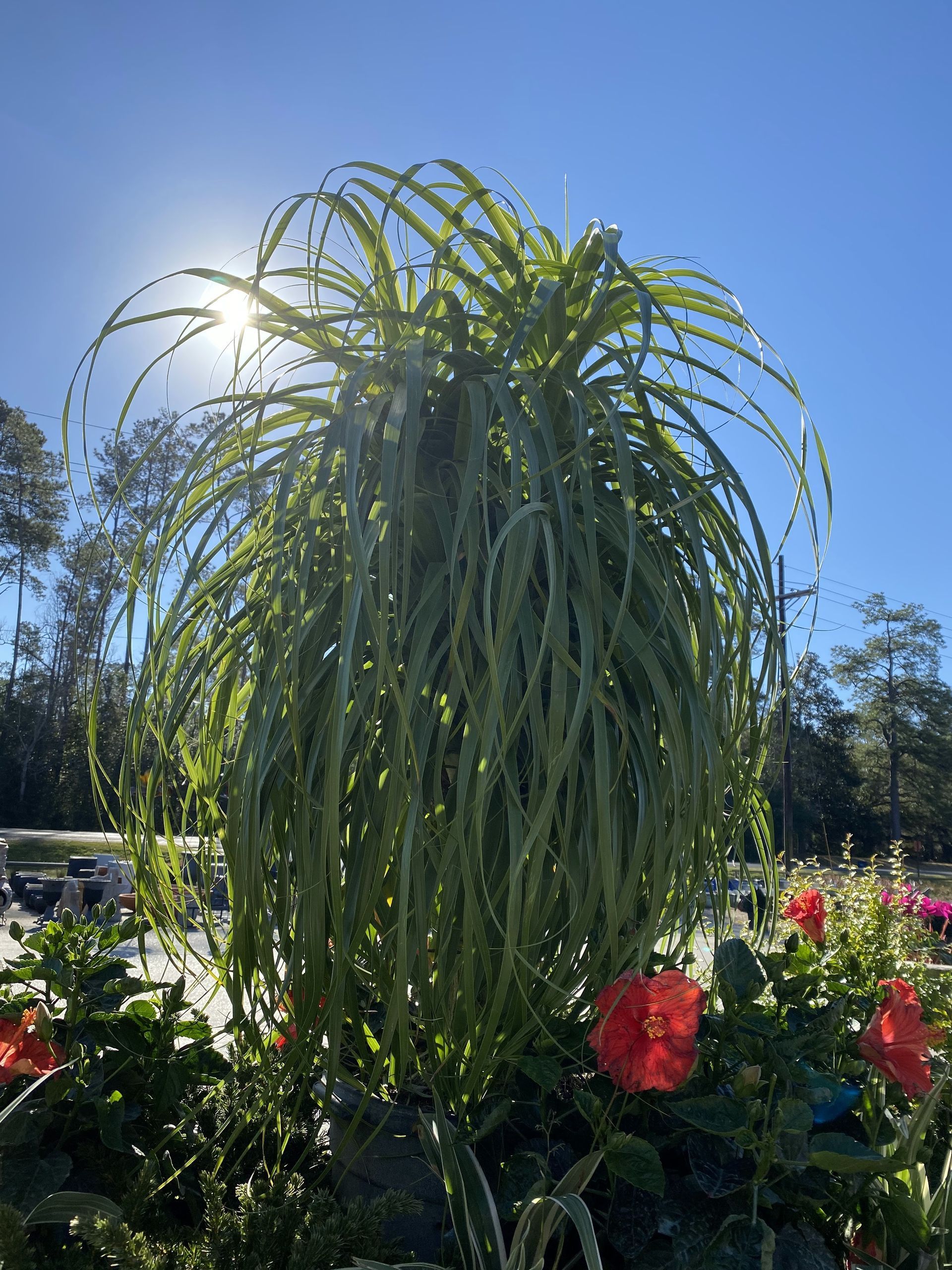Green ponytail palm plant in sunlight, surrounded by red flowers and foliage against a blue sky.