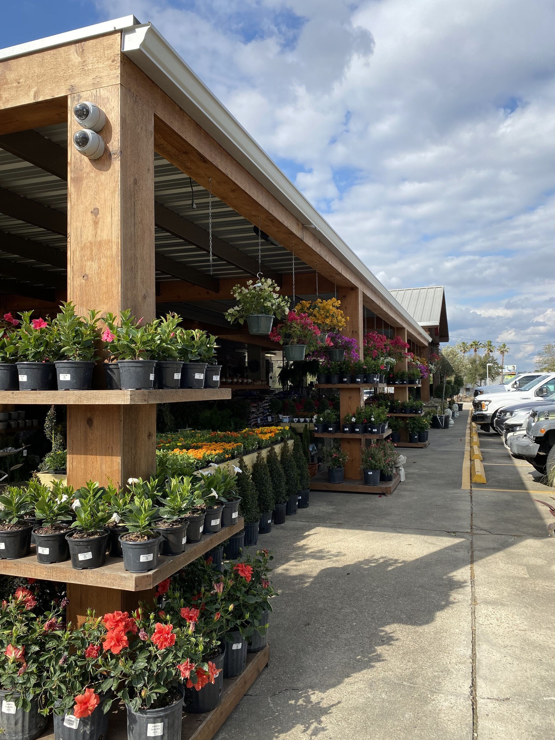 Outdoor plant nursery with various potted flowers and shrubs on wooden shelves under a covered structure.