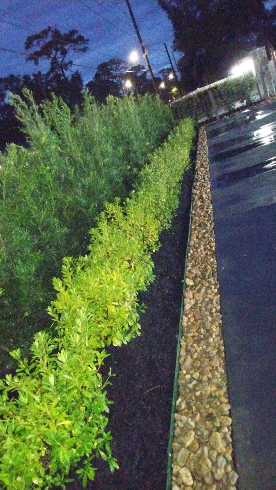 Row of trimmed green and yellow bushes next to a stone wall and black ground cover, at dusk.