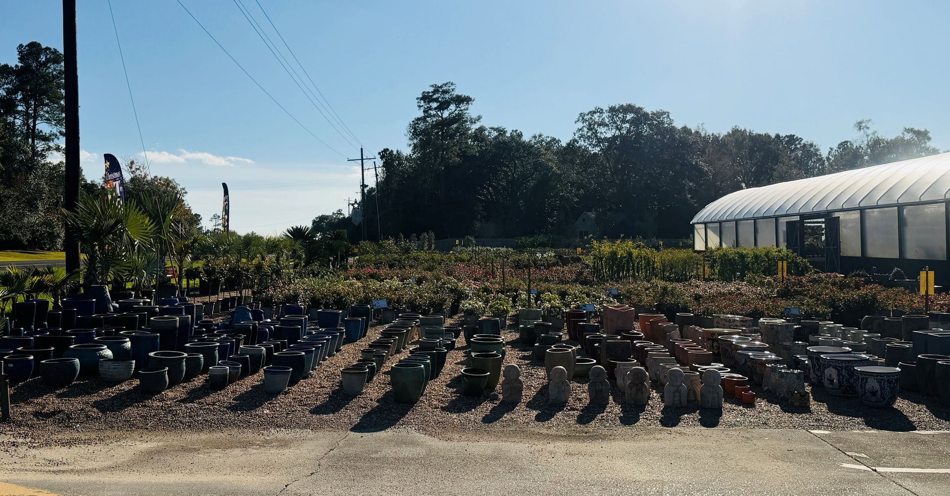 Rows of potted plants in a plant nursery under a sunny, blue sky, with a greenhouse in the background.