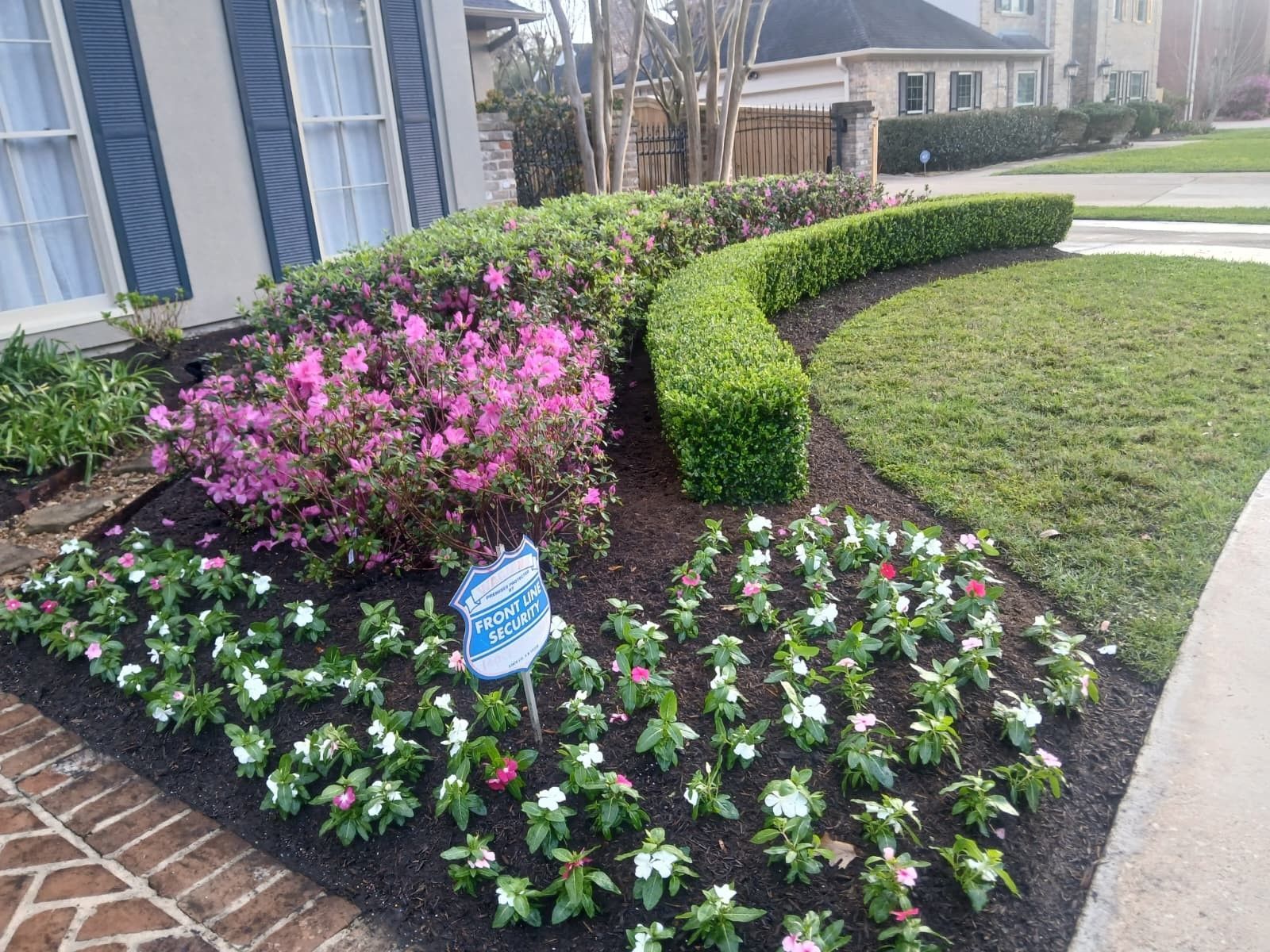 A residential front yard garden featuring a pink azalea bush, a manicured green hedge, and small white flowers in dark mulch.