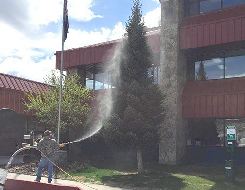 Tree Spraying