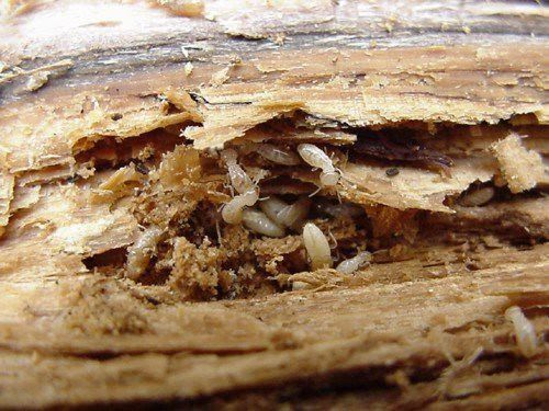 termite damage