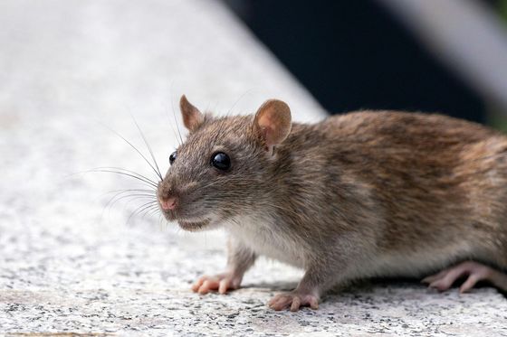 rat