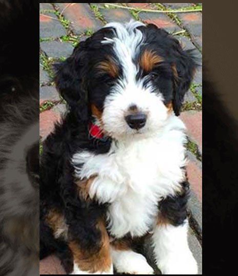 Doodle Bug Doodles Doodle Puppies Jonesboro Ar