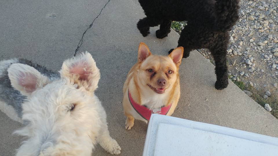 Oxford Kennel - Dogs