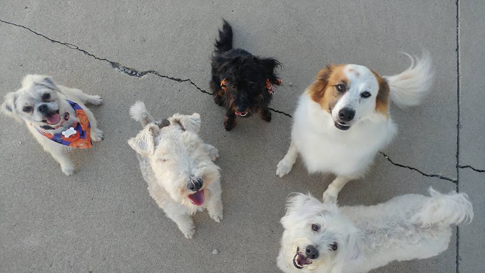 Oxford Kennel - Dogs